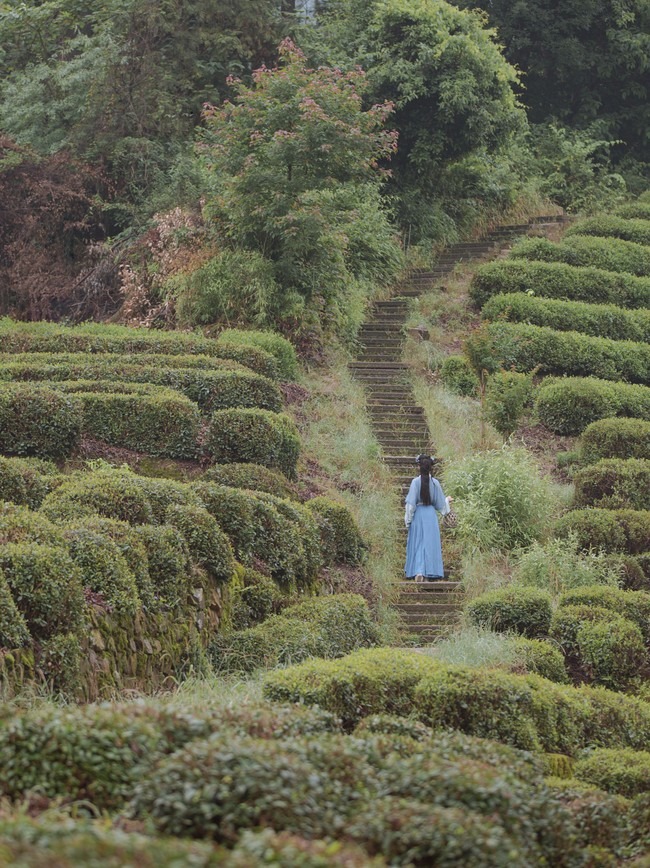 图片[9]-唯有山茶偏耐久，绿丛又放数枝红。-忙忙软件库