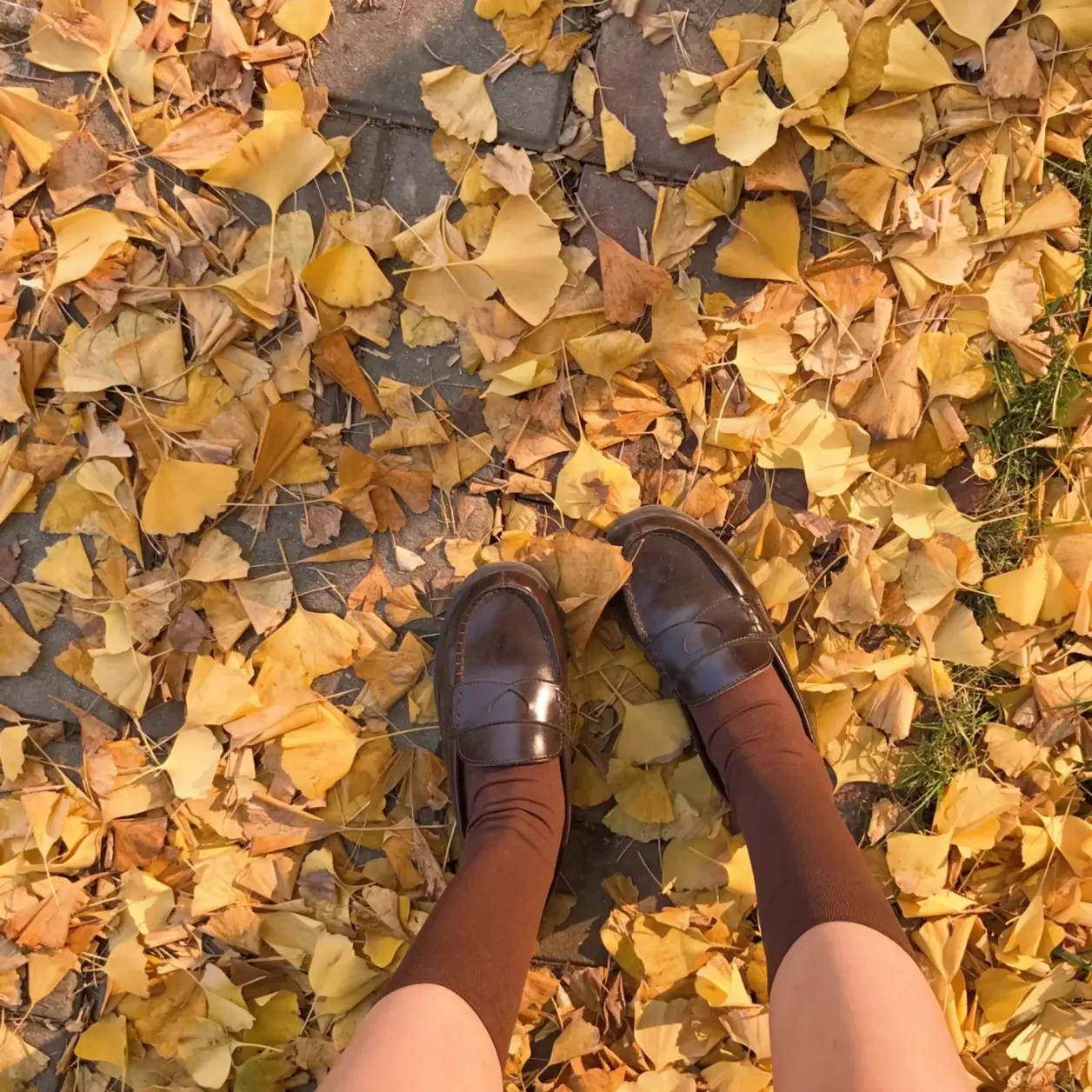 图片[6]-摄影写真 | 金色的阳光和金色的叶子，还有一个可爱的我-忙忙软件库